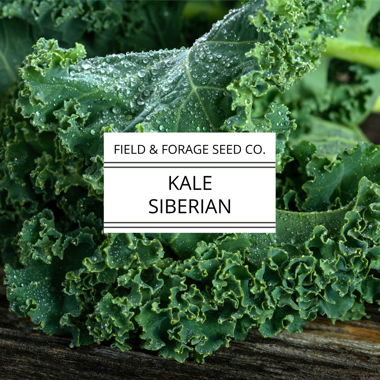 Kale 'Siberian' | Brassica oleracea | Heirloom | Non-GMO | 200 Seeds