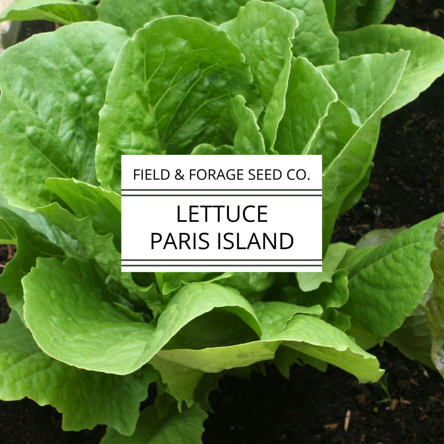 Lettuce 'Paris Island Cos' (Romaine) | Lactuca sativa | Heirloom | Non-GMO | 500 Seeds
