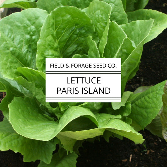 Lettuce 'Paris Island Cos' (Romaine) | Lactuca sativa | Heirloom | Non-GMO | 500 Seeds