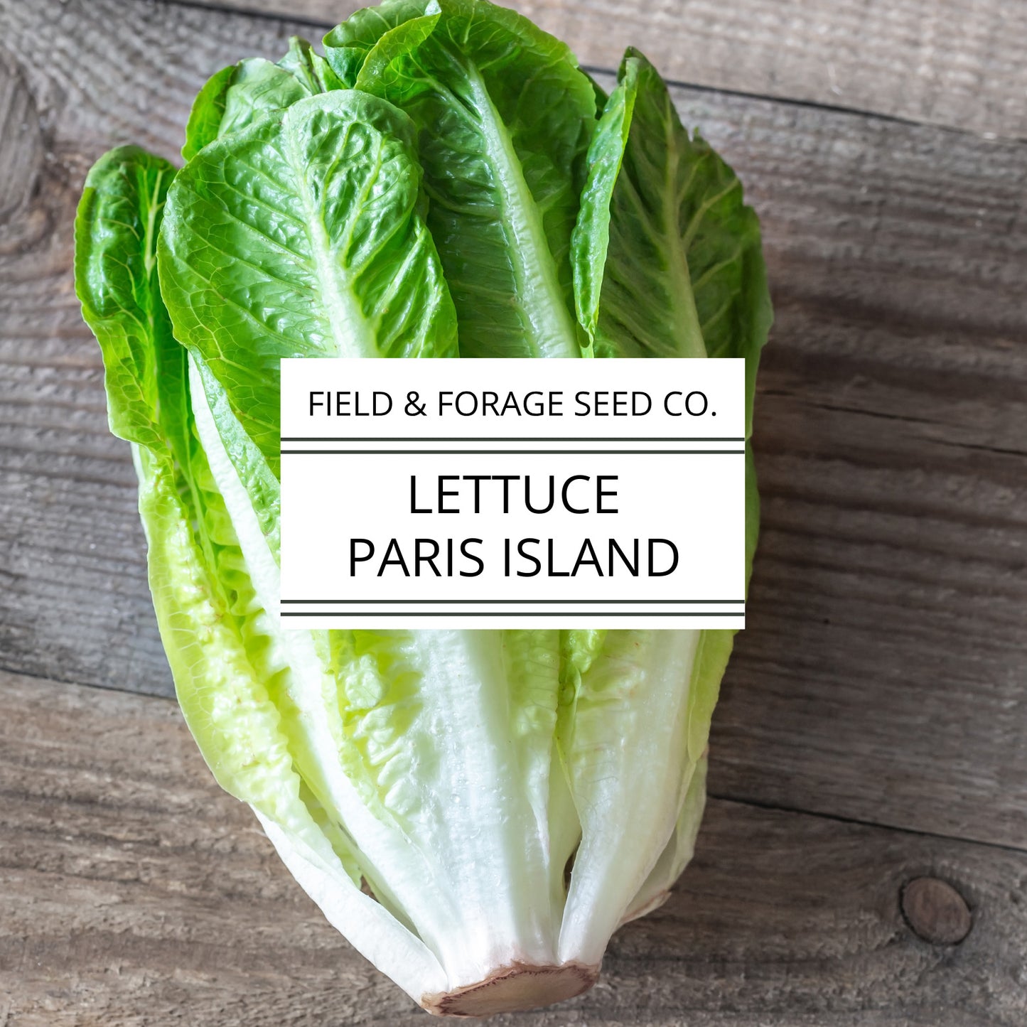 Lettuce 'Paris Island Cos' (Romaine) | Lactuca sativa | Heirloom | Non-GMO | 500 Seeds