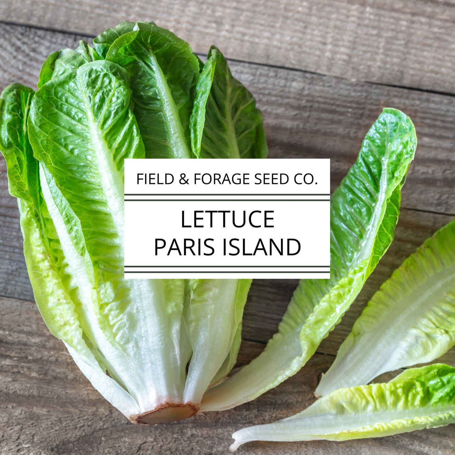 Lettuce 'Paris Island Cos' (Romaine) | Lactuca sativa | Heirloom | Non-GMO | 500 Seeds