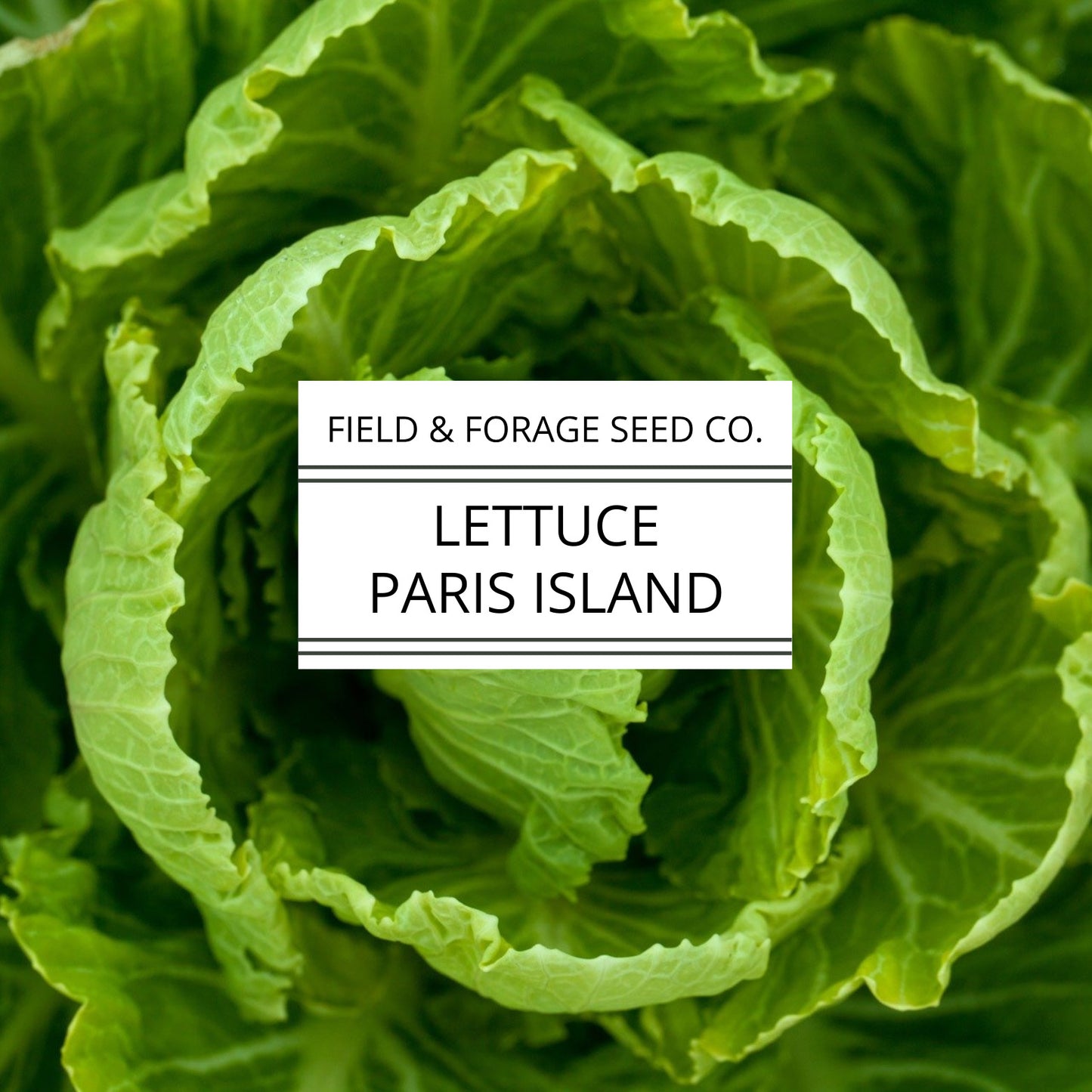 Lettuce 'Paris Island Cos' (Romaine) | Lactuca sativa | Heirloom | Non-GMO | 500 Seeds