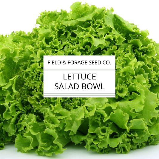Lettuce 'Salad Bowl' | Lactuca sativa | Heirloom | Non-GMO | 300 Seeds