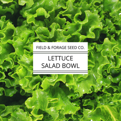 Lettuce 'Salad Bowl' | Lactuca sativa | Heirloom | Non-GMO | 300 Seeds