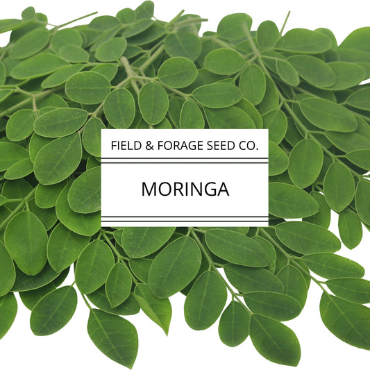 Moringa | Moringa oleifera | Heirloom | Non-GMO | 15 Seeds