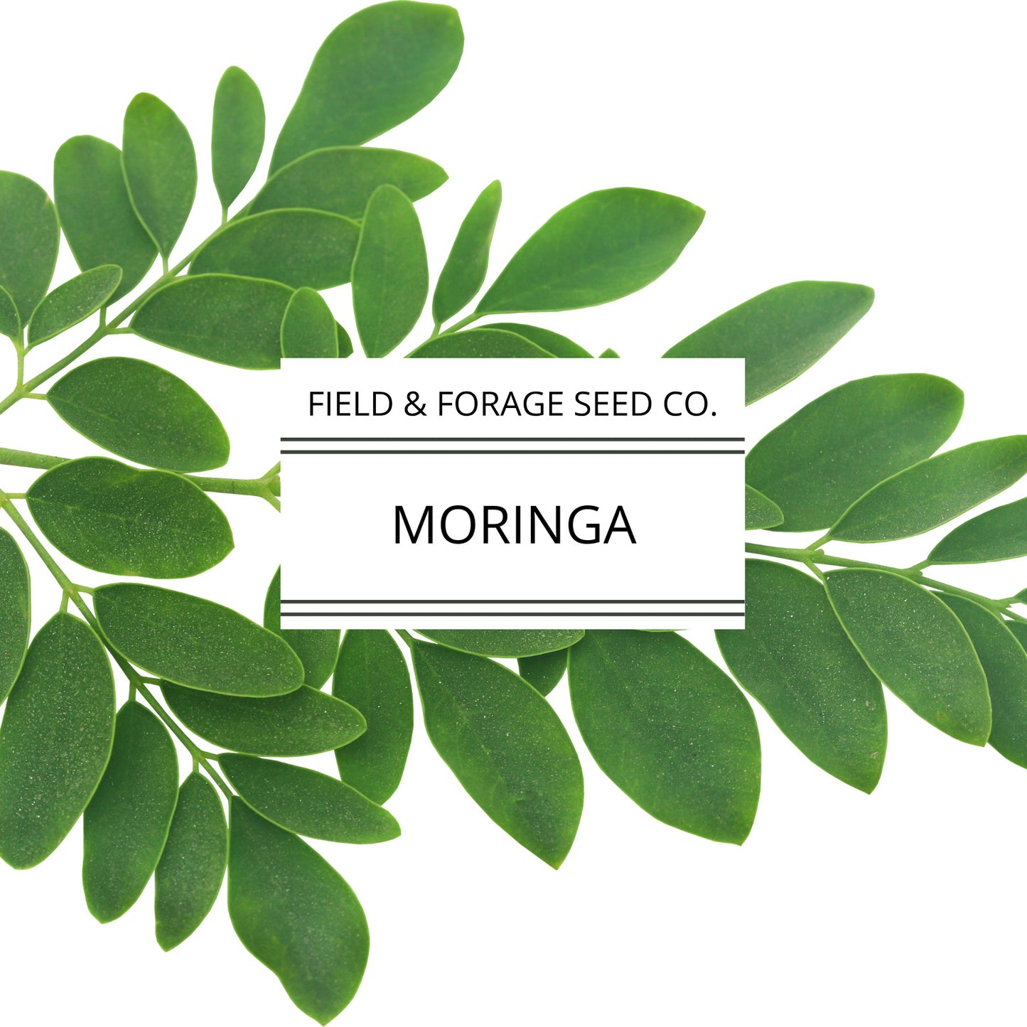 Moringa | Moringa oleifera | Heirloom | Non-GMO | 15 Seeds