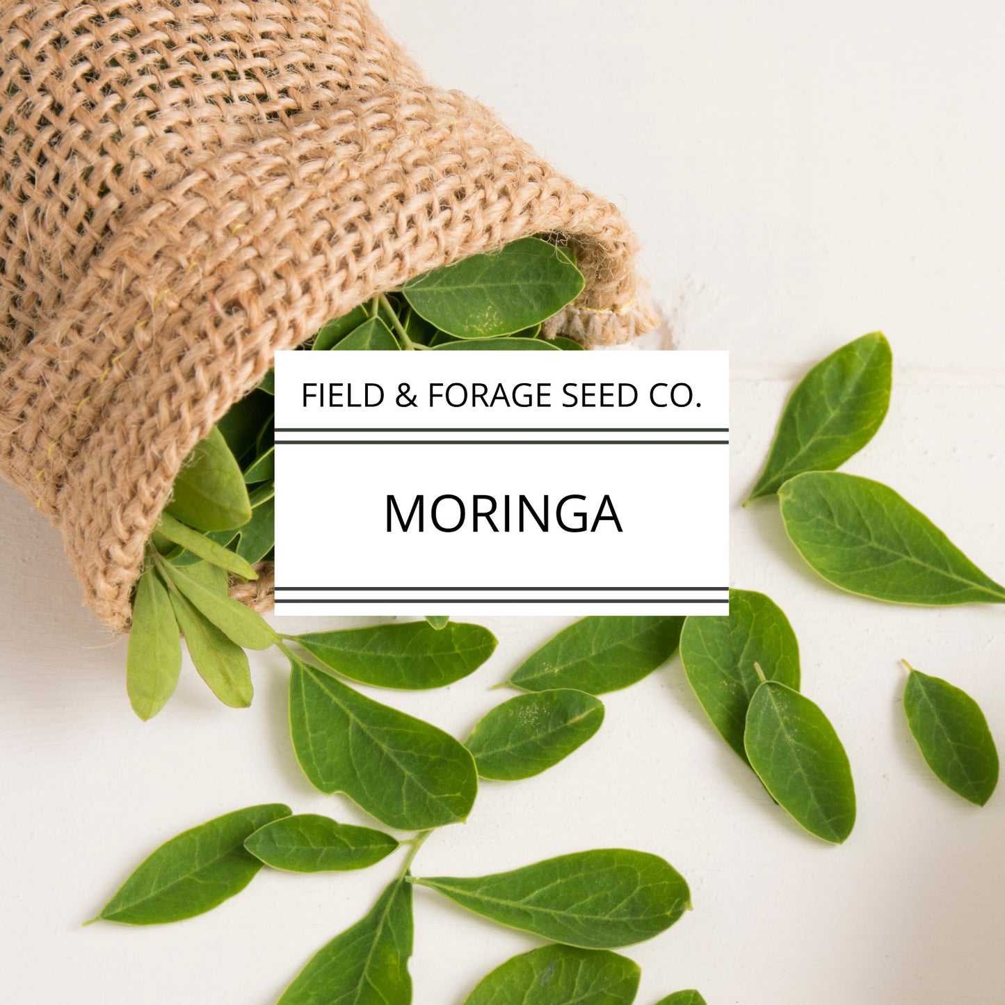 Moringa | Moringa oleifera | Heirloom | Non-GMO | 15 Seeds