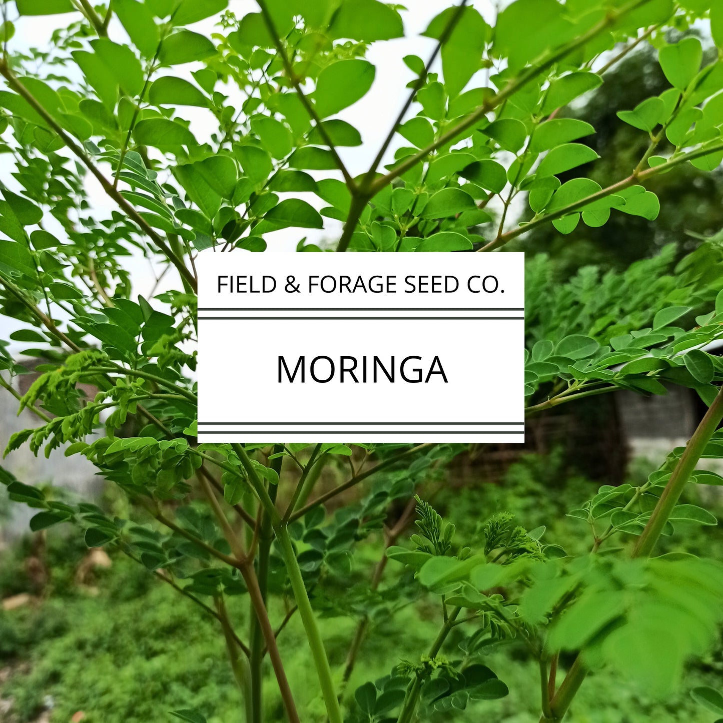 Moringa | Moringa oleifera | Heirloom | Non-GMO | 15 Seeds