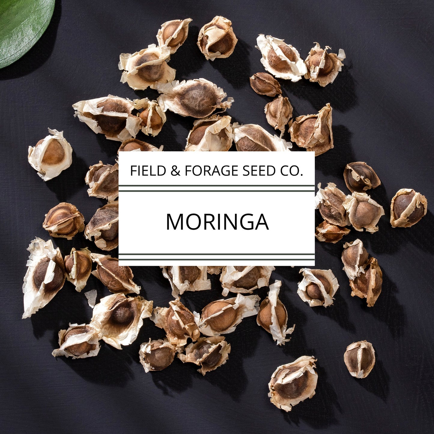 Moringa | Moringa oleifera | Heirloom | Non-GMO | 15 Seeds