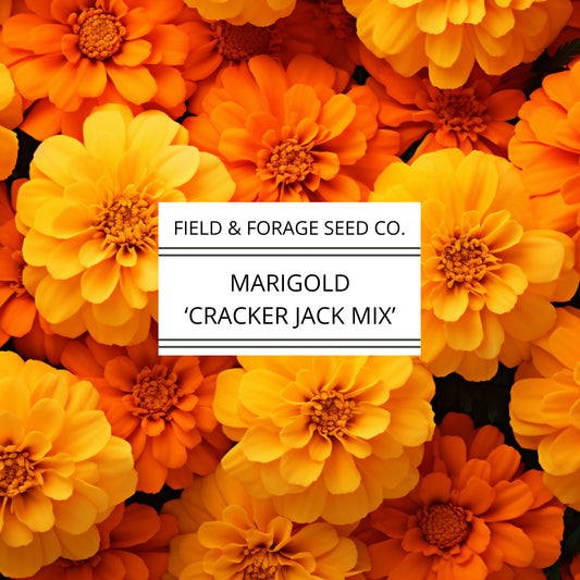 Marigold 'Crackerjack Mix' | Tagetes erecta | Heirloom | Non-GMO | 100 Seeds