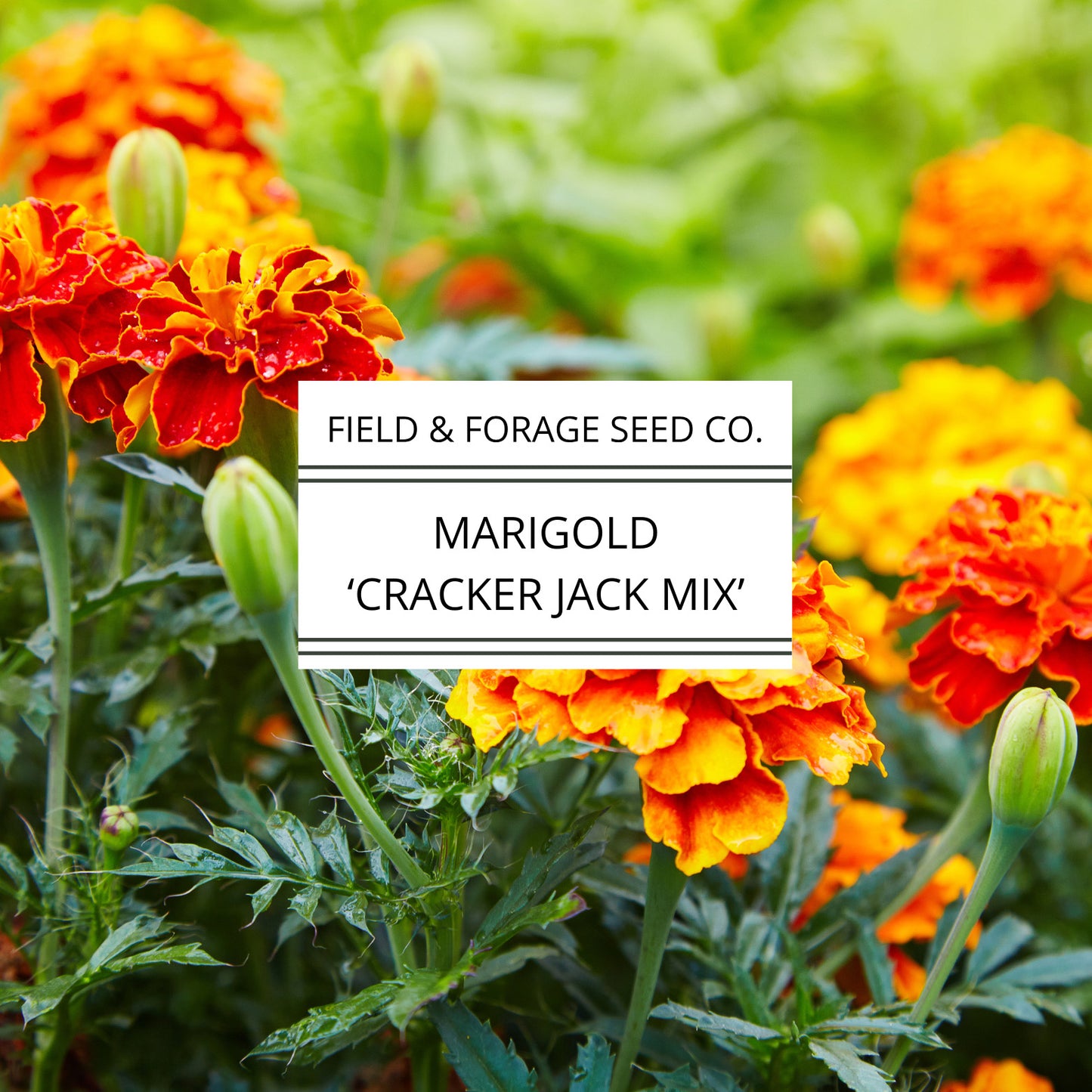 Marigold 'Crackerjack Mix' | Tagetes erecta | Heirloom | Non-GMO | 100 Seeds
