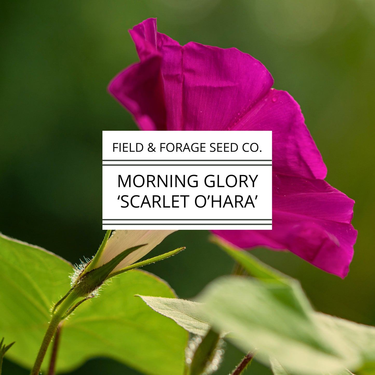 Morning Glory 'Scarlet O’Hara' | Ipomoea nil | Heirloom | Non-GMO | 50 Seeds