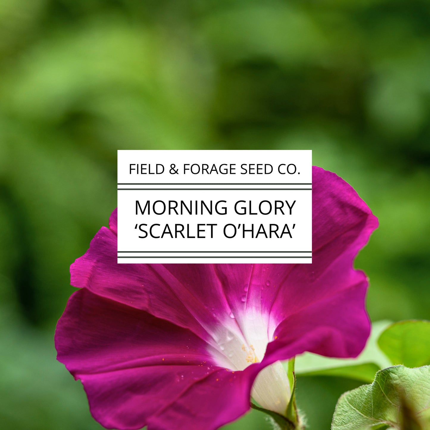 Morning Glory 'Scarlet O’Hara' | Ipomoea nil | Heirloom | Non-GMO | 50 Seeds
