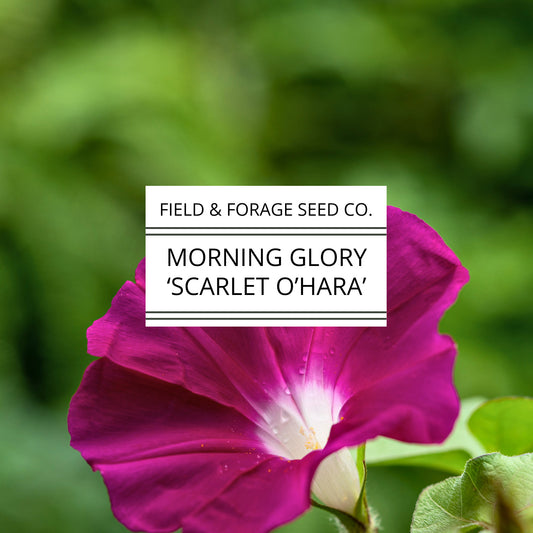 Morning Glory 'Scarlet O’Hara' | Ipomoea nil | Heirloom | Non-GMO | 50 Seeds