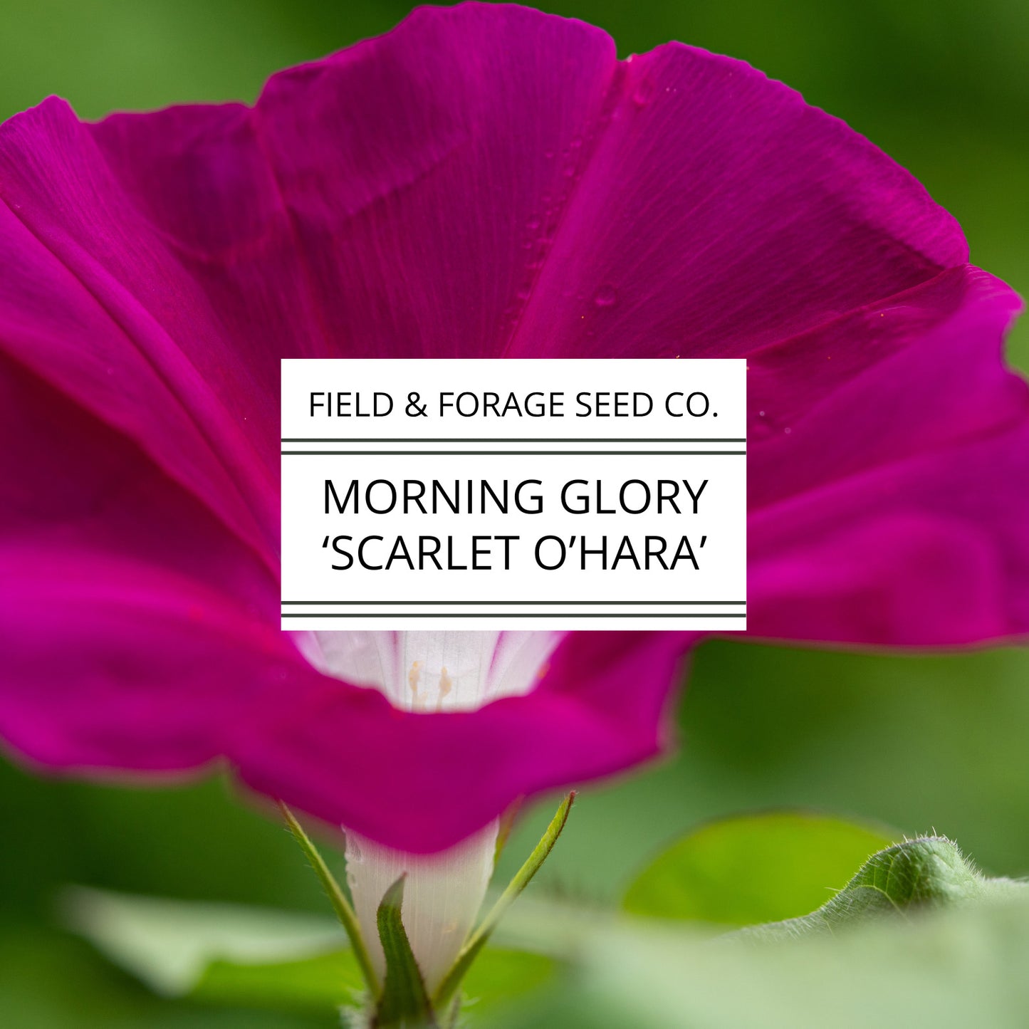 Morning Glory 'Scarlet O’Hara' | Ipomoea nil | Heirloom | Non-GMO | 50 Seeds
