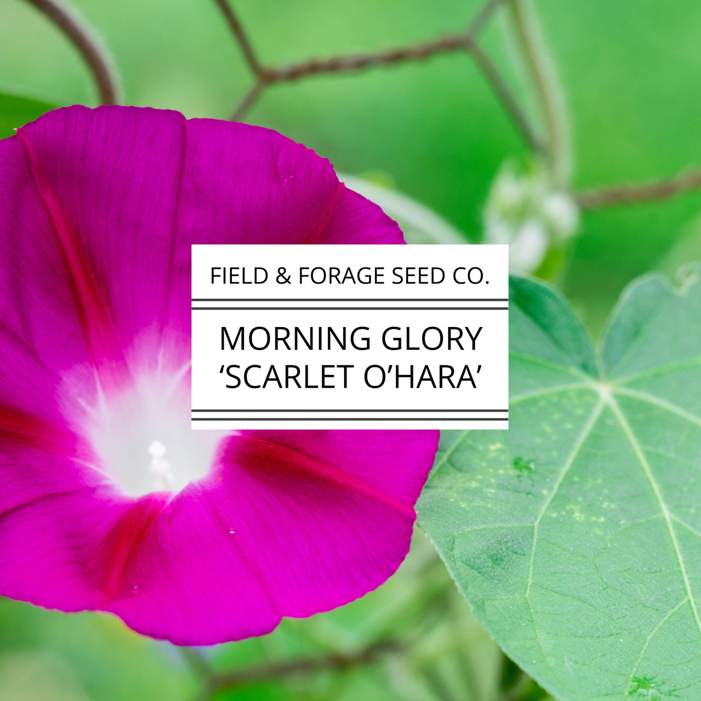 Morning Glory 'Scarlet O’Hara' | Ipomoea nil | Heirloom | Non-GMO | 50 Seeds