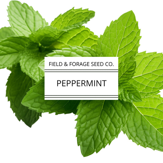 Peppermint | Mentha piperita | Heirloom | Non-GMO | 200 Seeds