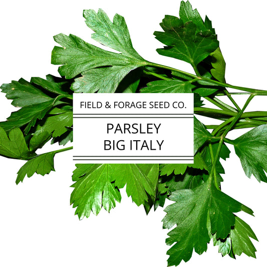 Parsley 'Big Italy' | Petroselinum crispum | Heirloom | Non-GMO | 100 Seeds