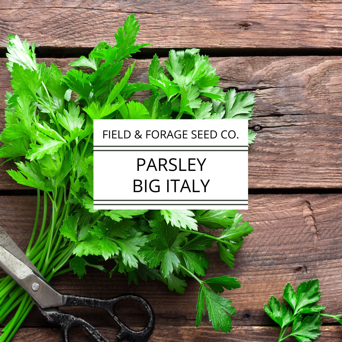 Parsley 'Big Italy' | Petroselinum crispum | Heirloom | Non-GMO | 100 Seeds