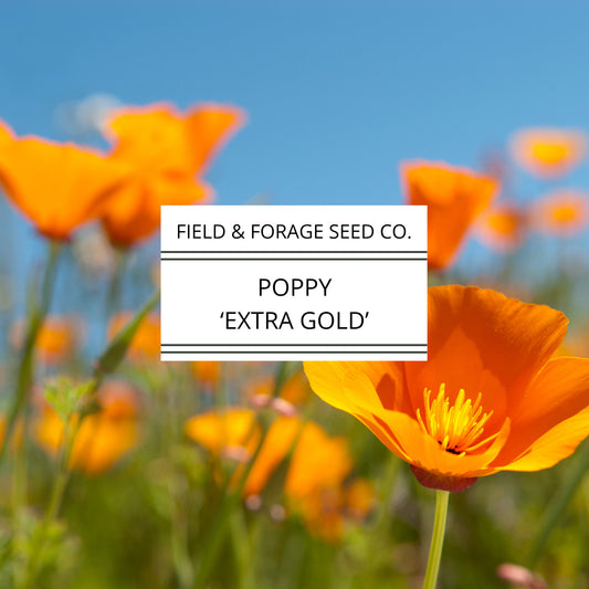 Poppy 'Extra Gold' | Eschscholzia californica | Heirloom | Non-GMO | 200 Seeds