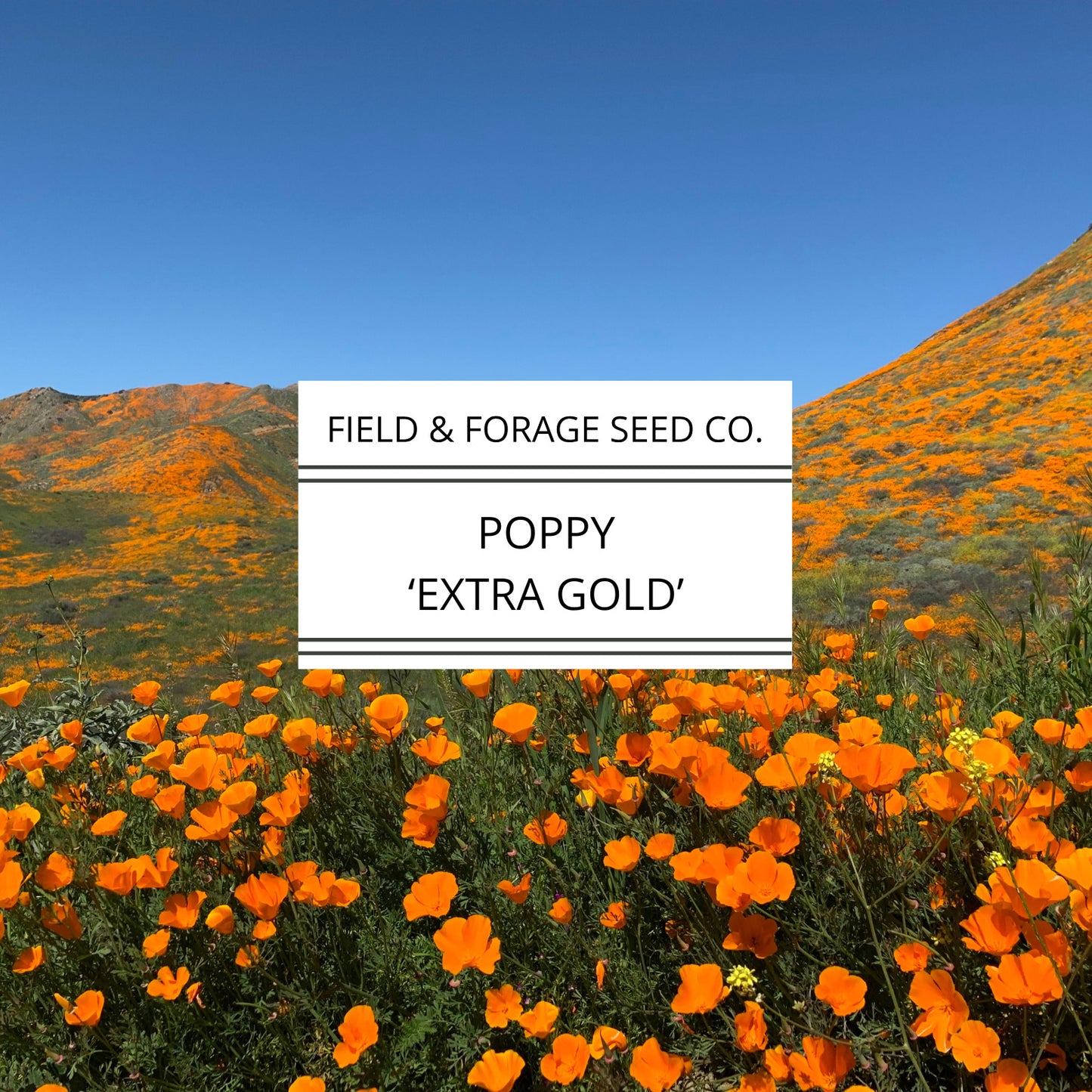 Poppy 'Extra Gold' | Eschscholzia californica | Heirloom | Non-GMO | 200 Seeds
