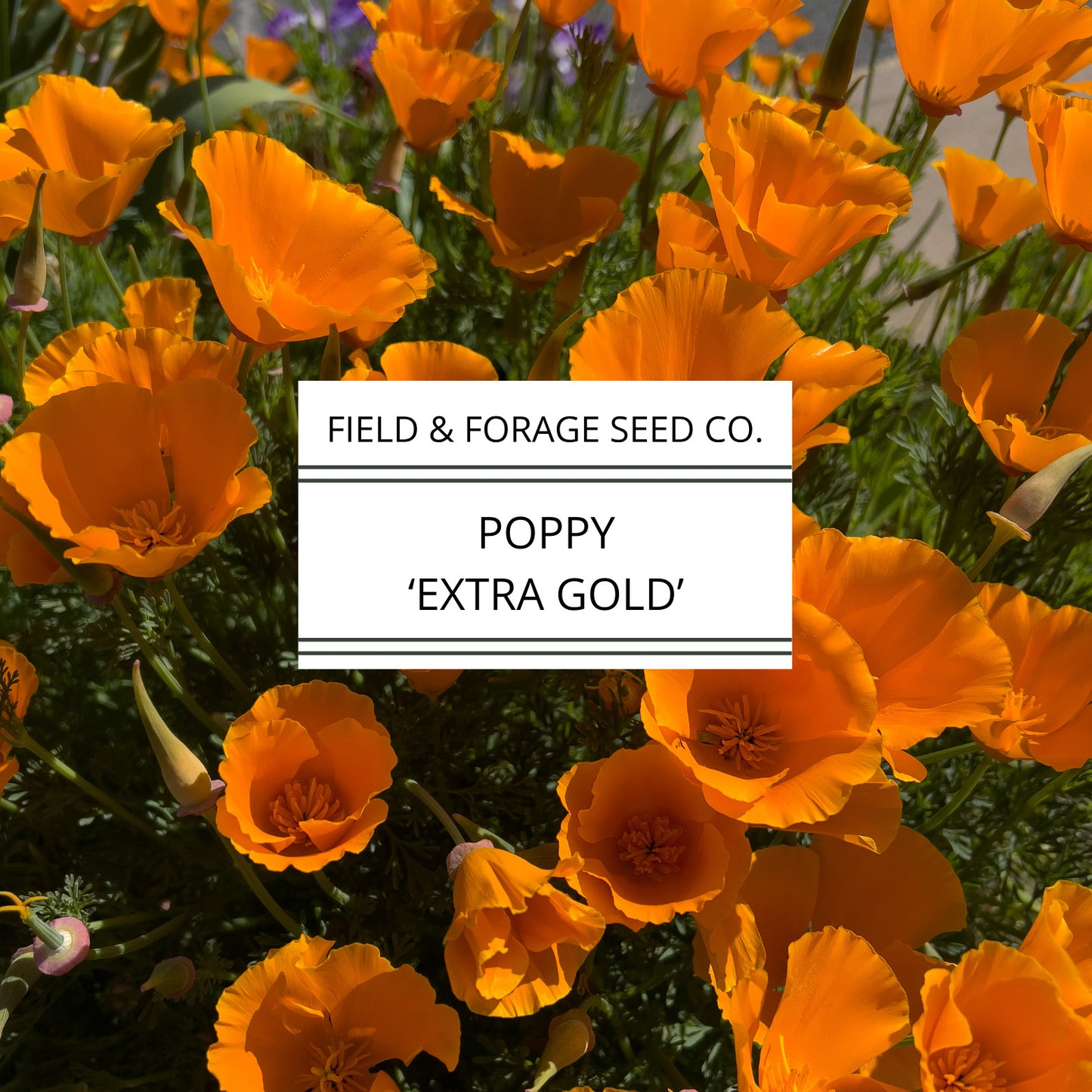 Poppy 'Extra Gold' | Eschscholzia californica | Heirloom | Non-GMO | 200 Seeds