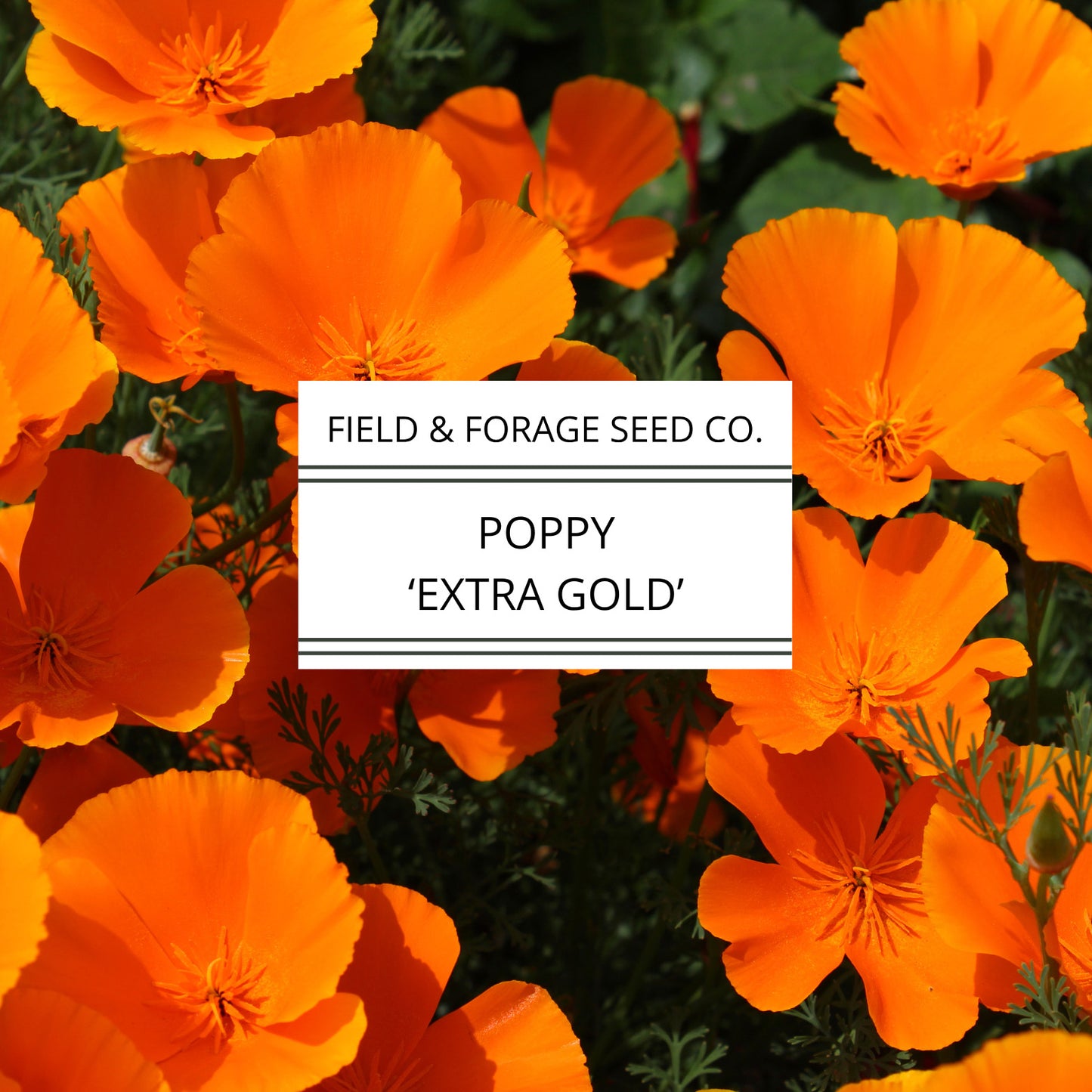 Poppy 'Extra Gold' | Eschscholzia californica | Heirloom | Non-GMO | 200 Seeds