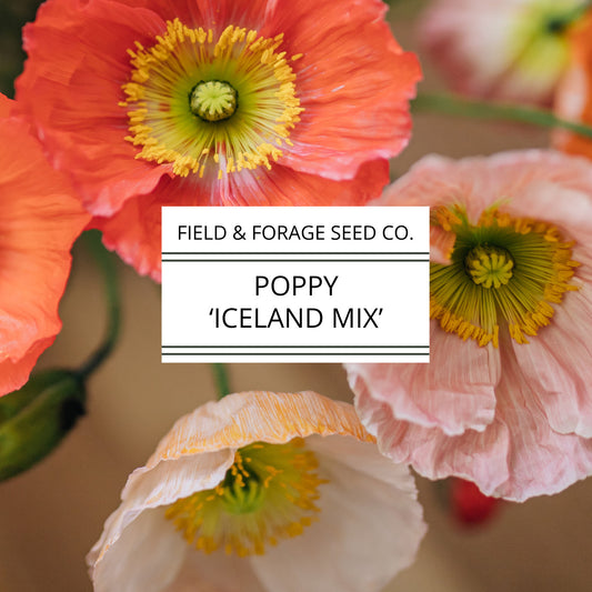 Poppy 'Iceland Mix' | Papaver nudicaule |  Heirloom | Non-GMO | 200 Seeds