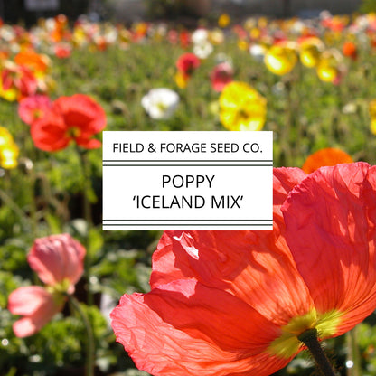 Poppy 'Iceland Mix' | Papaver nudicaule |  Heirloom | Non-GMO | 200 Seeds