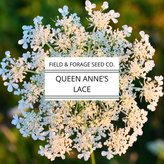 Queen Anne’s Lace Seeds | Daucus carota | Heirloom Cut Flower | 300 Seeds
