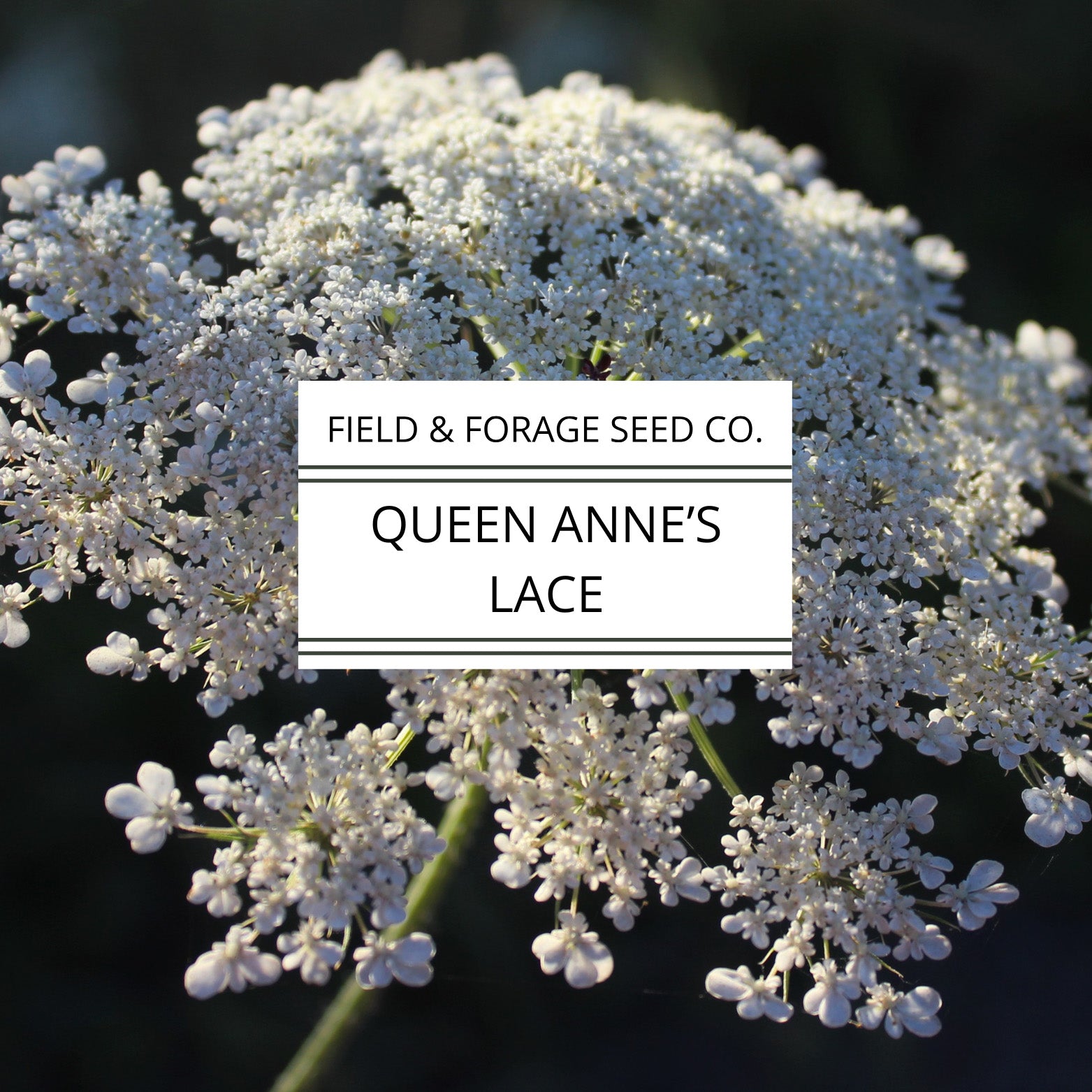 queen anne's lace flower seeds Queen Anne's Lace Seeds | Daucus carota | Heirloom Cut Flower