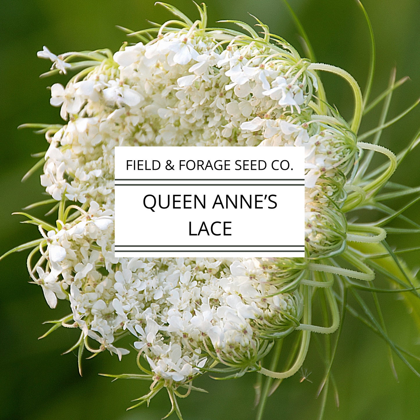 Queen Anne’s Lace Seeds | Daucus carota | Heirloom Cut Flower | 300 Seeds