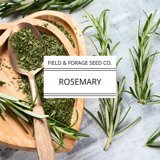 Rosemary | Rosmarinus officinalis| Heirloom | Non-GMO | 50 Seeds