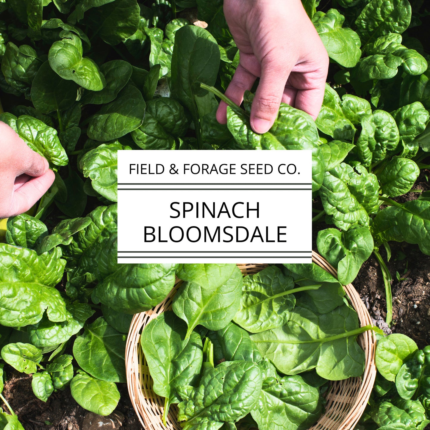 Spinach ‘Bloomsdale’ | Spinacia oleracea |Curled Heirloom | Non-GMO | 200 Seeds