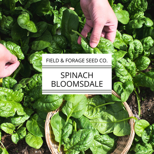 Spinach ‘Bloomsdale’ | Spinacia oleracea |Curled Heirloom | Non-GMO | 200 Seeds