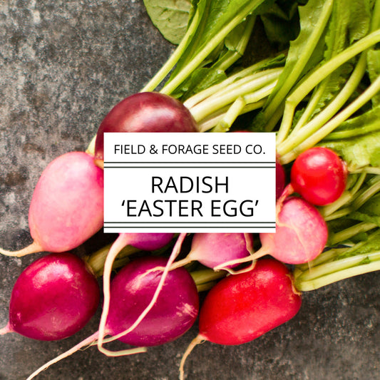 Radish 'Easter Egg' | Raphanus sativus | Heirloom | Non-GMO | 200 Seeds