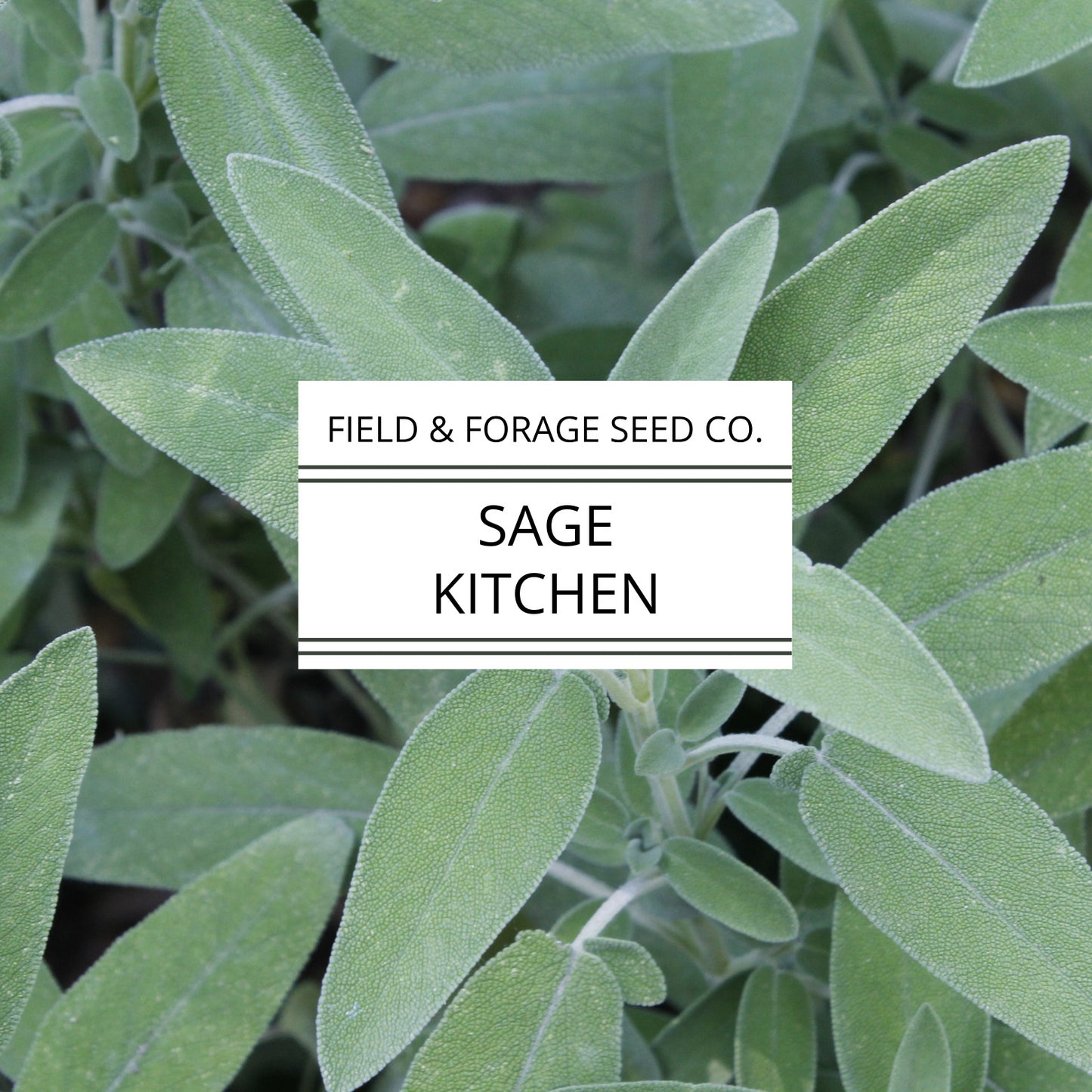 Sage 'Kitchen' | Salvia officinalis | Heirloom | Non-GMO | 100 Seeds