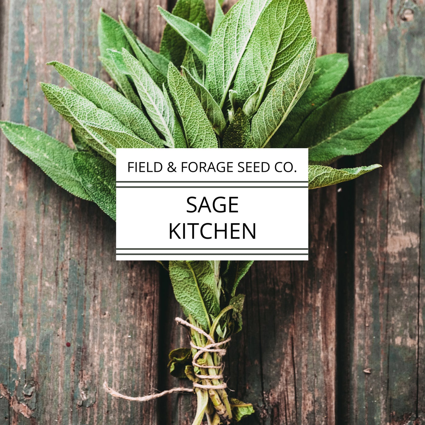 Sage 'Kitchen' | Salvia officinalis | Heirloom | Non-GMO | 100 Seeds