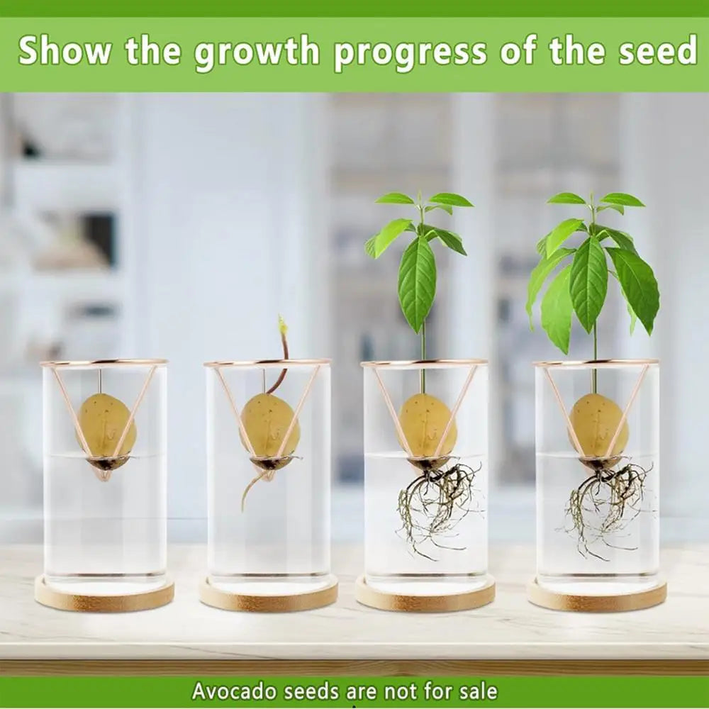 Avocado Tree Growing Kit | Glass Germination Vase with Metal Stand & Bamboo Lid | Watch Your Avocado Sprout Indoors