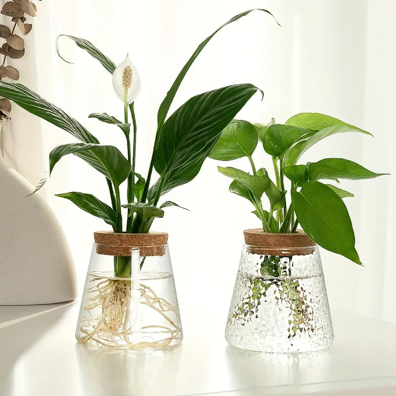 Glass Propagation Bulb Vase with Cork Stopper | Clear or Textured Glass | Hydroponic Rooting Jar for Plant Cuttings