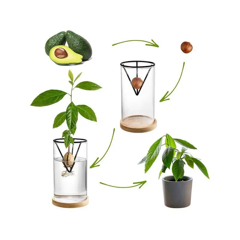 Avocado Tree Growing Kit | Glass Germination Vase with Metal Stand & Bamboo Lid | Watch Your Avocado Sprout Indoors