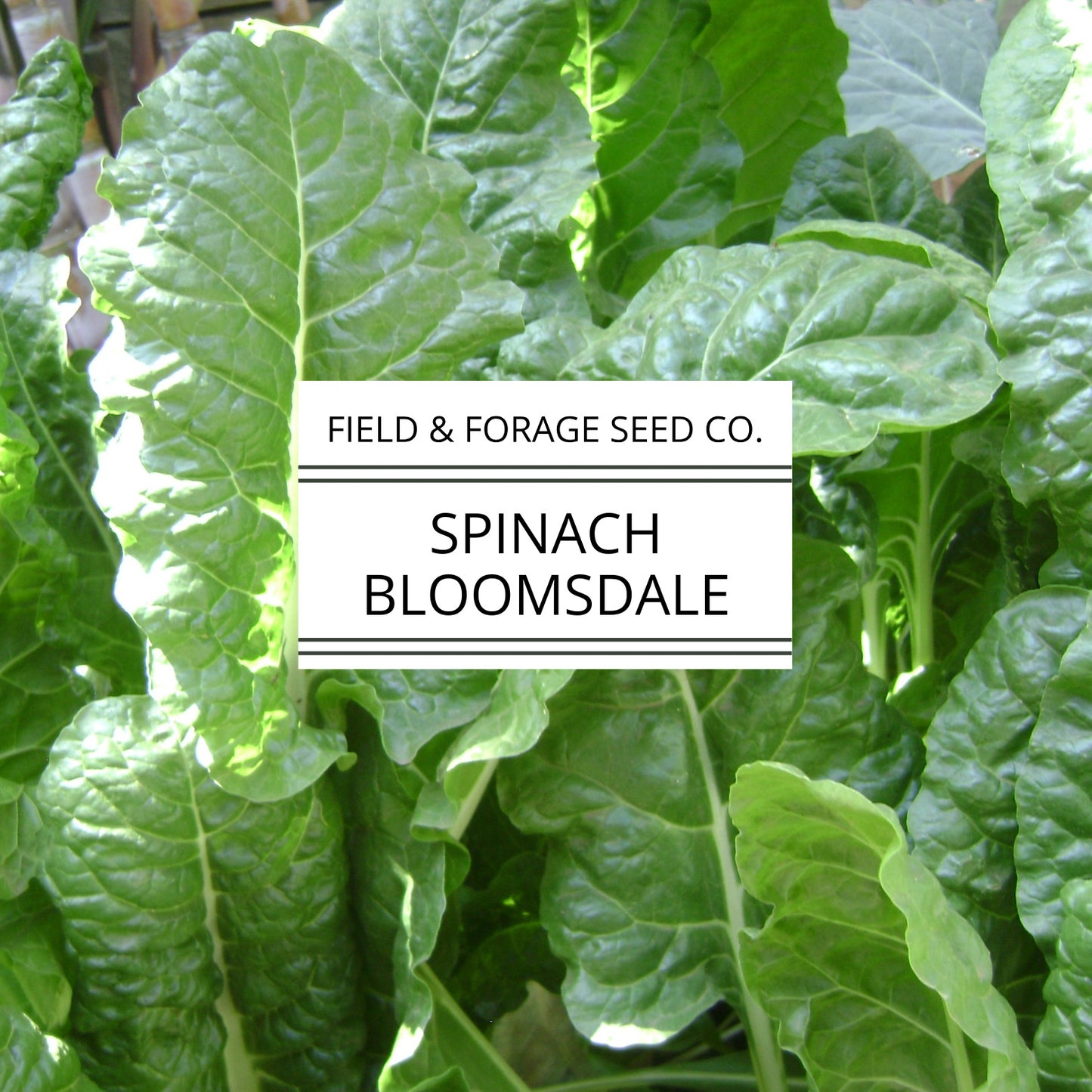 Spinach ‘Bloomsdale’ | Spinacia oleracea |Curled Heirloom | Non-GMO | 200 Seeds