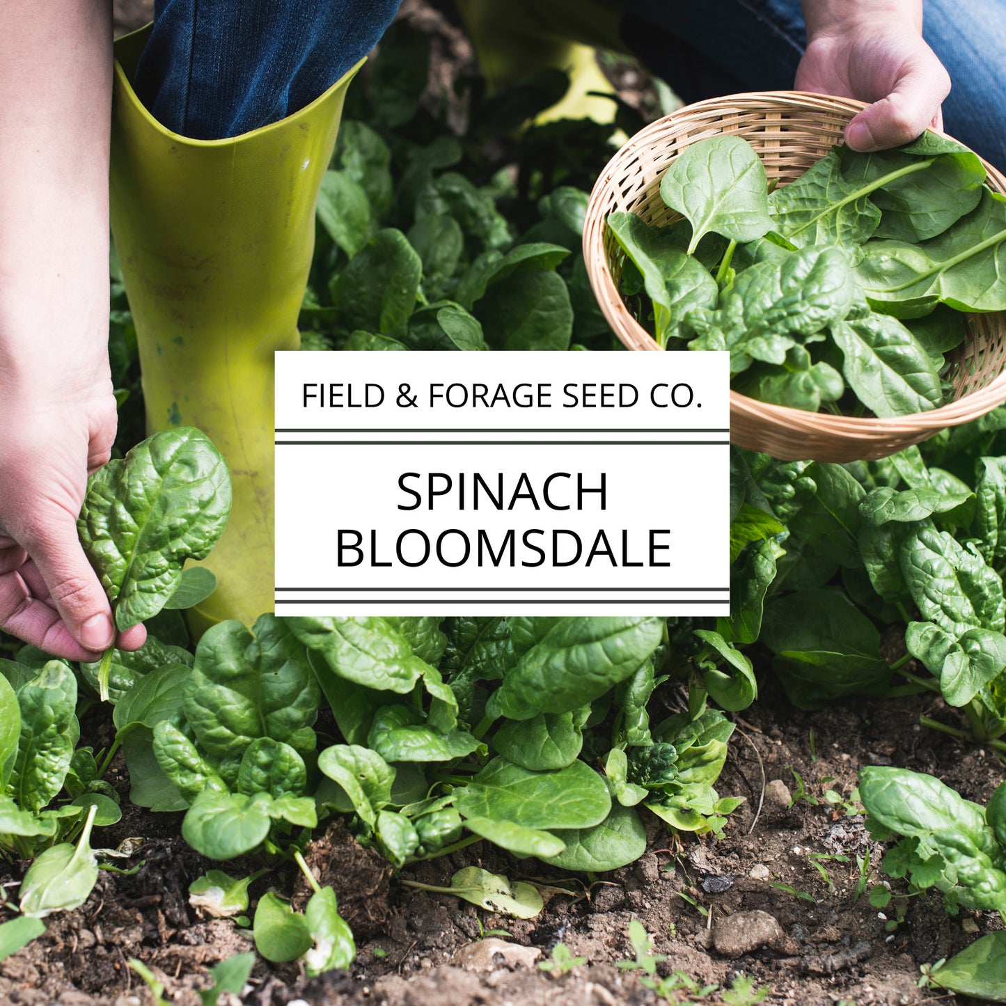 Spinach ‘Bloomsdale’ | Spinacia oleracea |Curled Heirloom | Non-GMO | 200 Seeds
