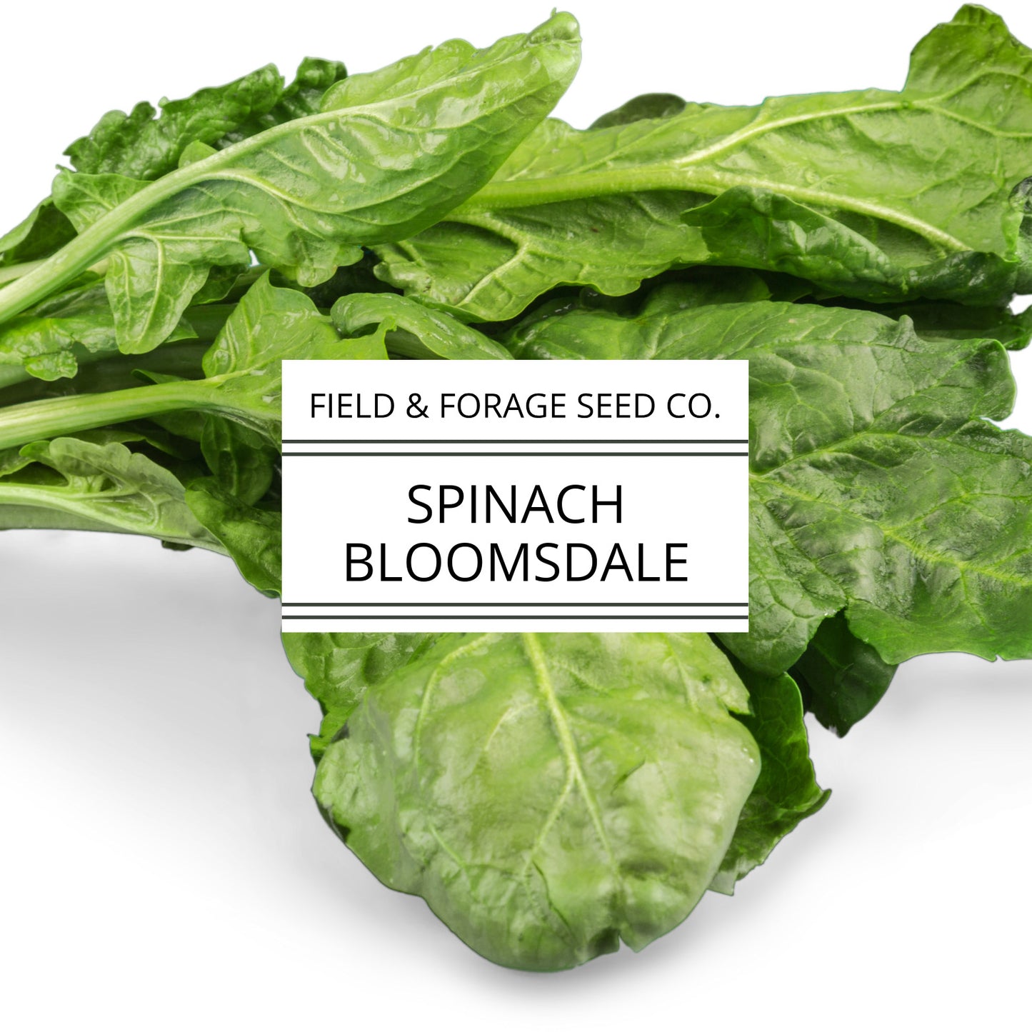Spinach ‘Bloomsdale’ | Spinacia oleracea |Curled Heirloom | Non-GMO | 200 Seeds