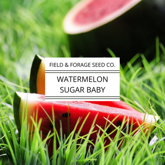 Watermelon Sugar Baby Seeds | Small Sweet Heirloom | Non-GMO | 50 Seeds