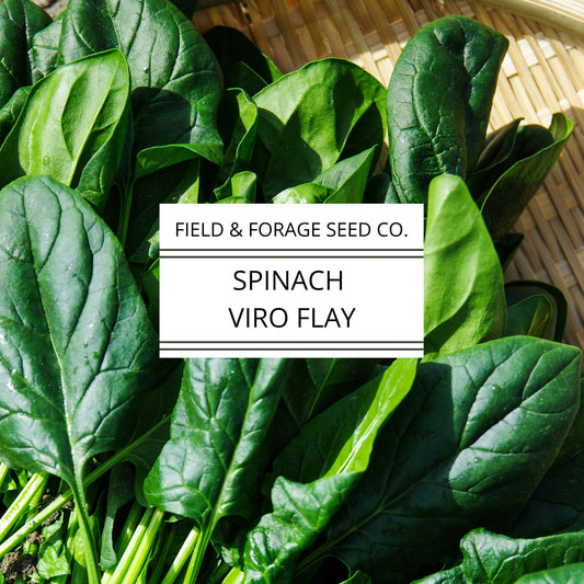 Spinach 'Viroflay' | Spinacia oleracea |Giant French Heirloom | Non-GMO | 200 Seeds