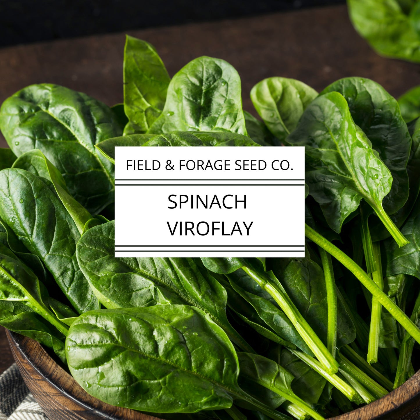 Spinach 'Viroflay' | Spinacia oleracea |Giant French Heirloom | Non-GMO | 200 Seeds