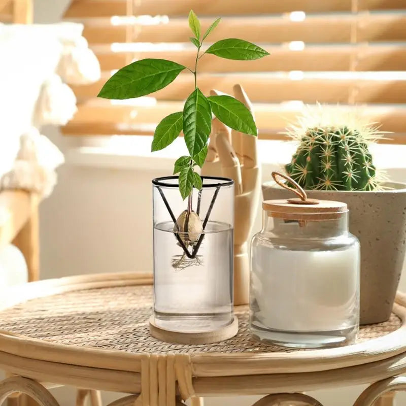 Avocado Tree Growing Kit | Glass Germination Vase with Metal Stand & Bamboo Lid | Watch Your Avocado Sprout Indoors