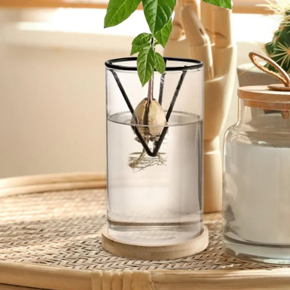 Avocado Tree Growing Kit | Glass Germination Vase with Metal Stand & Bamboo Lid | Watch Your Avocado Sprout Indoors