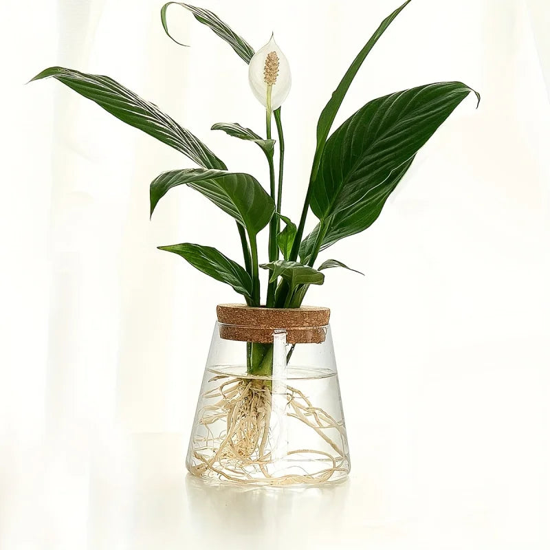 Glass Propagation Bulb Vase with Cork Stopper | Clear or Textured Glass | Hydroponic Rooting Jar for Plant Cuttings